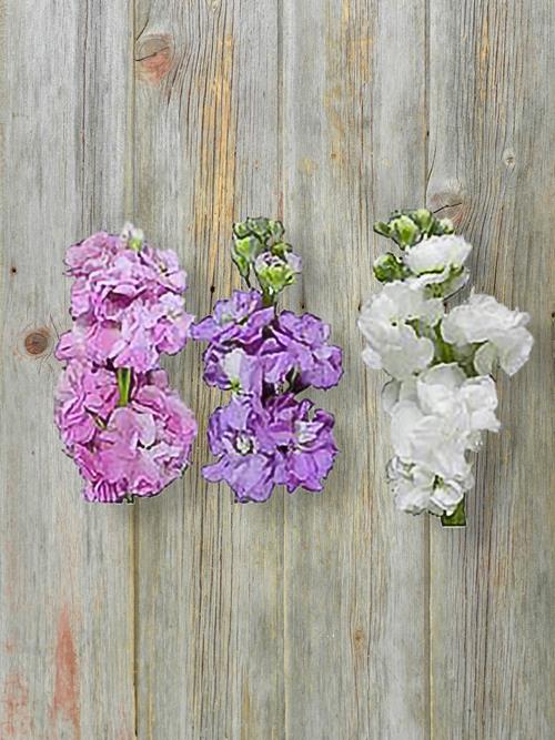 Wholesale Mother`S Day 2023 Assorted Stock Delivered Online FlowerFarm